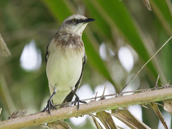 <h3><a href="/trips/costa-rica/biota/animalia/chordata/aves/040 passeriformes/104 mimidae/mimus gilvus/mimus gilvus-nl.html">Mimus&nbsp;gilvus</a> / Tropical&nbsp;mockingbird / Tropische&nbsp;spotlijster</h3>OM-1 Mark II met OLYMPUS M.150-400mm F4.5, 1/2000 sec  bij F4.5, ISO 4000, afstand 7.66&nbsp;m
